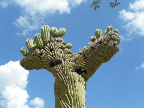 Saguaro Cactus